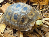 Elongated Tortoise - Reptile Pets Direct