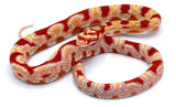 Extreme Albino Okeetee Corn Snake - Reptile Pets Direct