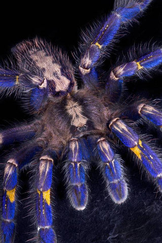 Gooty Sapphire Ornamental Tree Spider 1” - Reptile Pets Direct