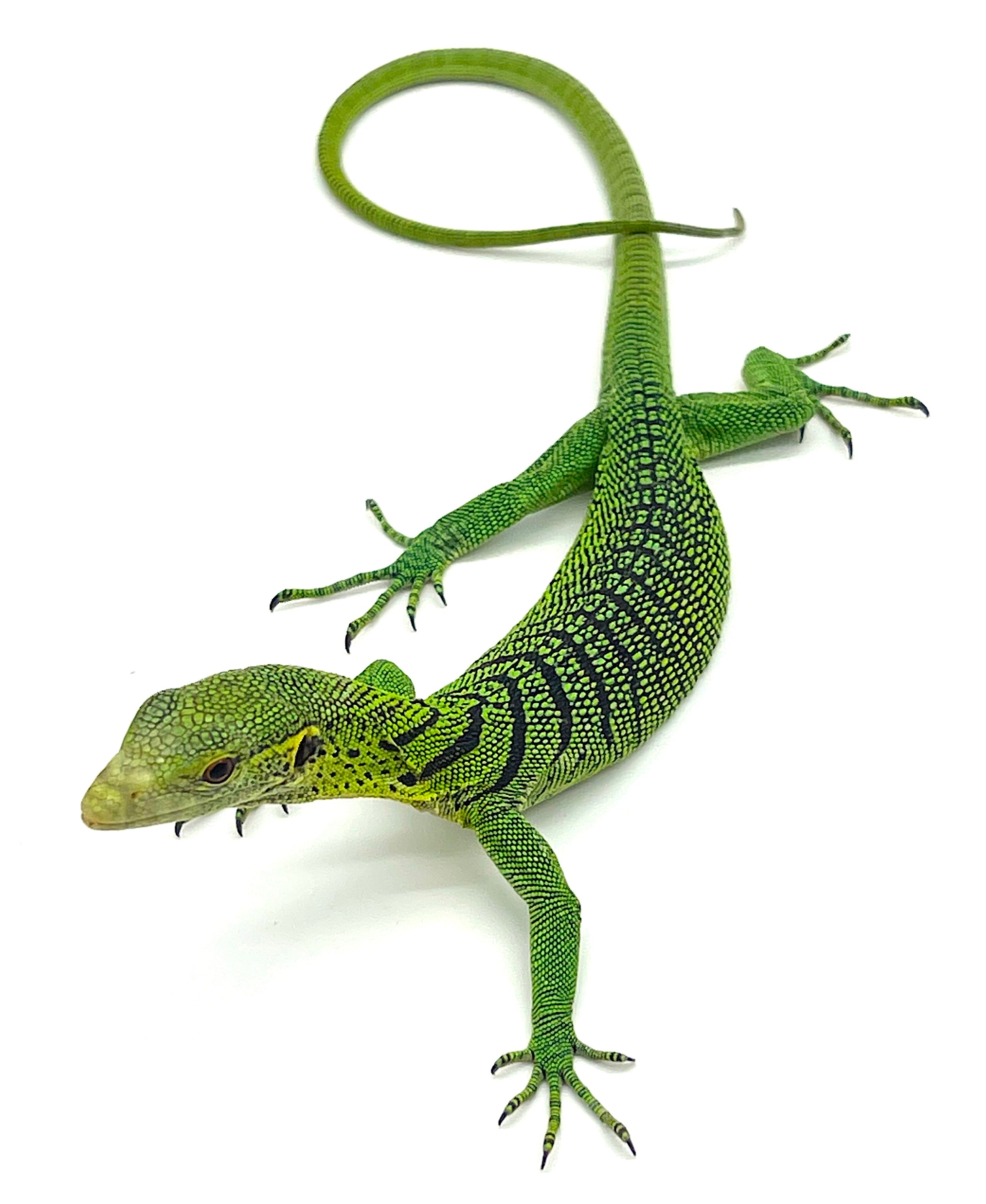 Tree Monitor Frame Green Tree Monitor Cage