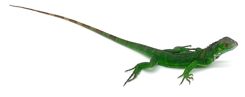 Green Iguana - Reptile Pets Direct