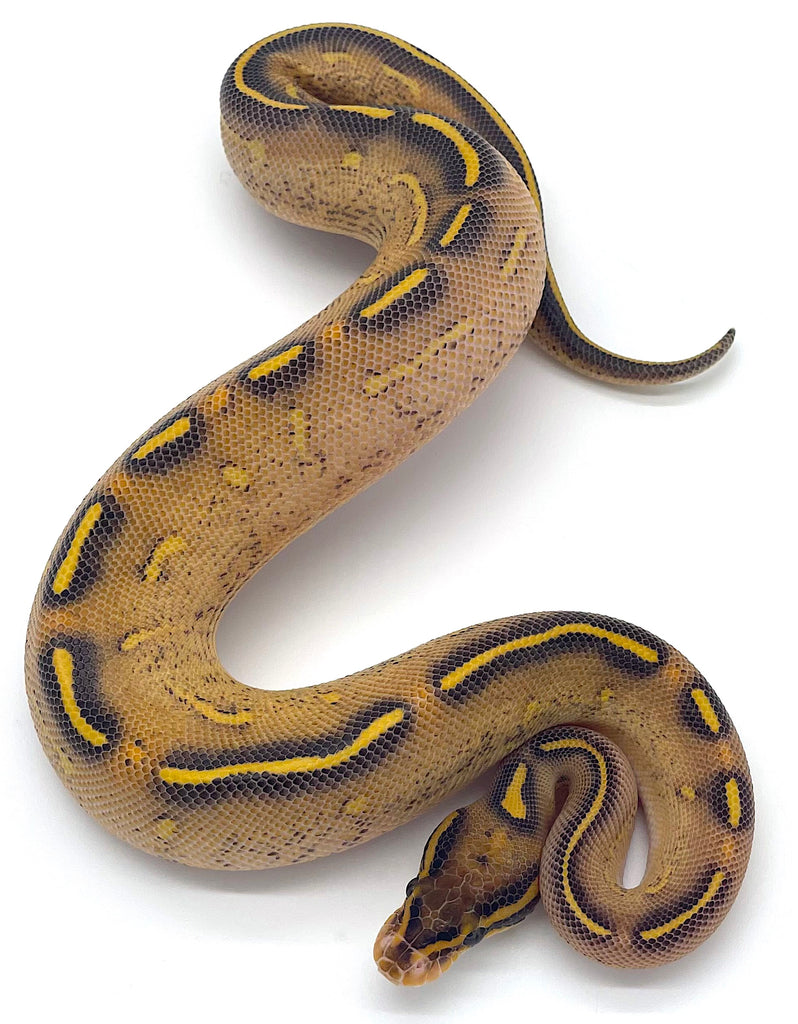 Highway Ball Python – Reptile Pets Direct