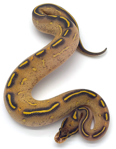 Highway Ball Python - Reptile Pets Direct