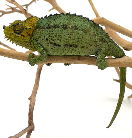 Helmeted Chameleon - Reptile Pets Direct
