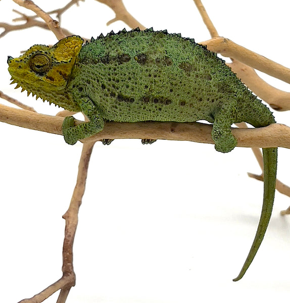 Helmetedchameleon_600x600.jpg?