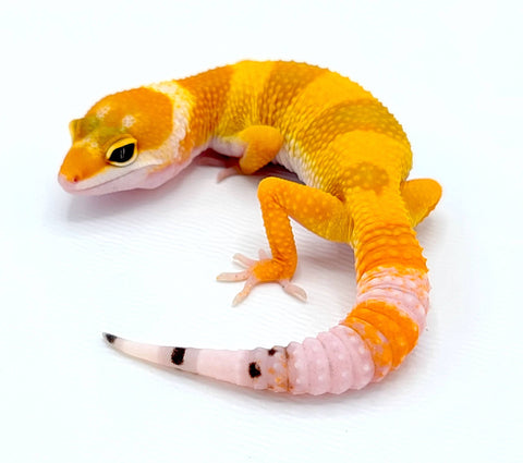 Hypo Tangerine Carrot Tail Leopard Gecko - Reptile Pets Direct