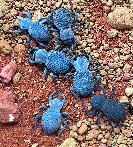 Blue Death Feigning Beetles – Reptile Pets Direct