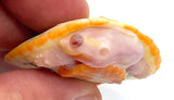 Albino Pink Belly Side Neck - Reptile Pets Direct