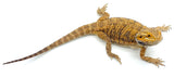 Adult Female Bearded Dragon - Reptile Pets Direct