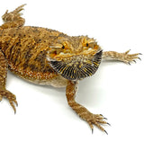 Adult Female Bearded Dragon - Reptile Pets Direct