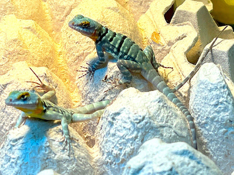 Baja Blue Rock Lizard (Petrosaurus thalassinus) - Reptile Pets Direct