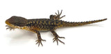 Armadillo Lizards (Cordylus tropidosternum) - Reptile Pets Direct