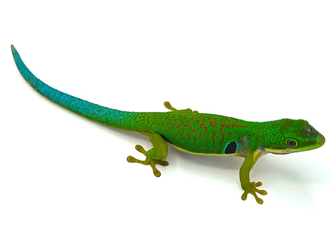 Peacock Day Gecko (Phelsuma quadriocellata) - Reptile Pets Direct