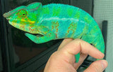 Nosy Be Panther Chameleon - Reptile Pets Direct