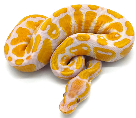 Lavender Albino Het Pied Ball Python - Reptile Pets Direct