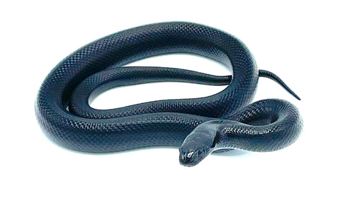 C.B. Baby Mexican Black King Snake - Reptile Pets Direct
