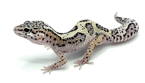 Mack Snow Jungle Leopard Gecko - Reptile Pets Direct