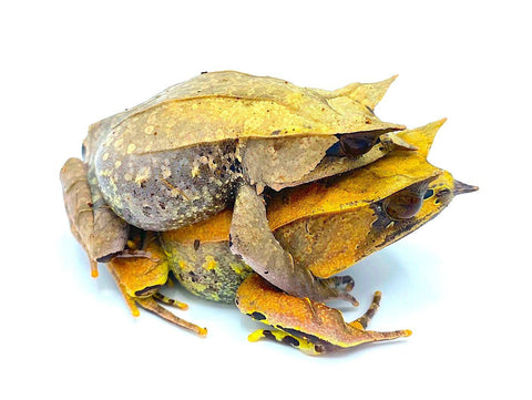 Malaysian Leaf Frogs - Reptile Pets Direct
