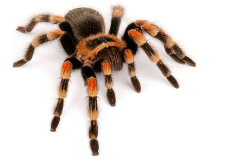 FULL SPIDER AVAILABILITY! - Reptile Pets Direct