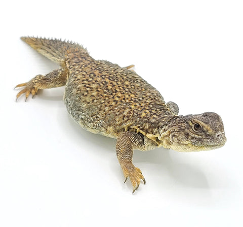 Moroccan Uromastyx (Uromastyx acanthinura) - Reptile Pets Direct