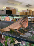 Natal's Horned Dragon (Acanthosaura nataliae) - Reptile Pets Direct