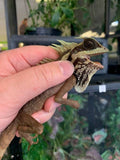 Natal's Horned Dragon (Acanthosaura nataliae) - Reptile Pets Direct