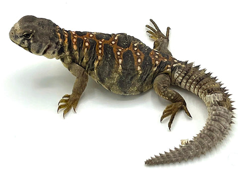 Ocellated Uromastyx CB Babies - Reptile Pets Direct