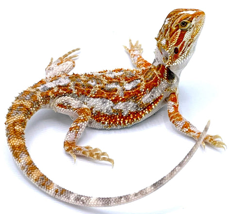 Paradox Bearded Dragon - Reptile Pets Direct