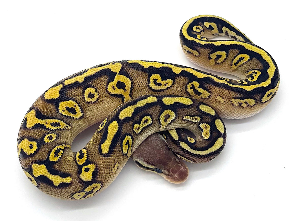Pastave Ball Python – Reptile Pets Direct