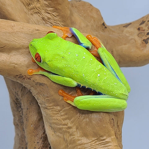 Red Eye Tree Frog - Reptile Pets Direct