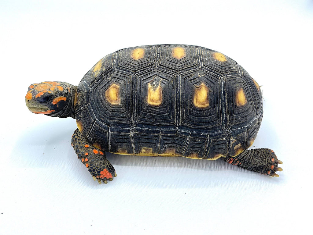 Cherry Head Red Foot Tortoise Well Started 3 year old 4