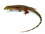Argentine Red Tegu - Reptile Pets Direct