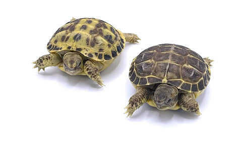 Russian Tortoise Baby - Reptile Pets Direct