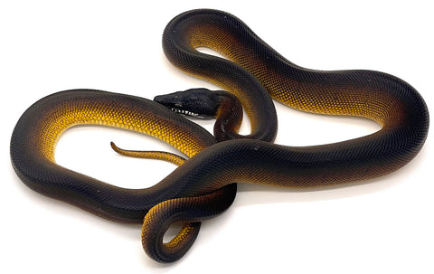 White Lip Python – Reptile Pets Direct