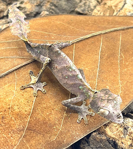 Satanic Leaf Tailed Gecko - Reptile Pets Direct