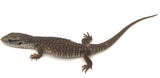Savannah Monitors - Reptile Pets Direct