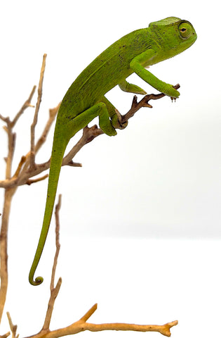 Senegal Chameleon - Reptile Pets Direct