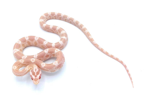 Snowsicle Corn Snake - Reptile Pets Direct