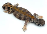 Thomasi Uromastyx Juvenile - Reptile Pets Direct