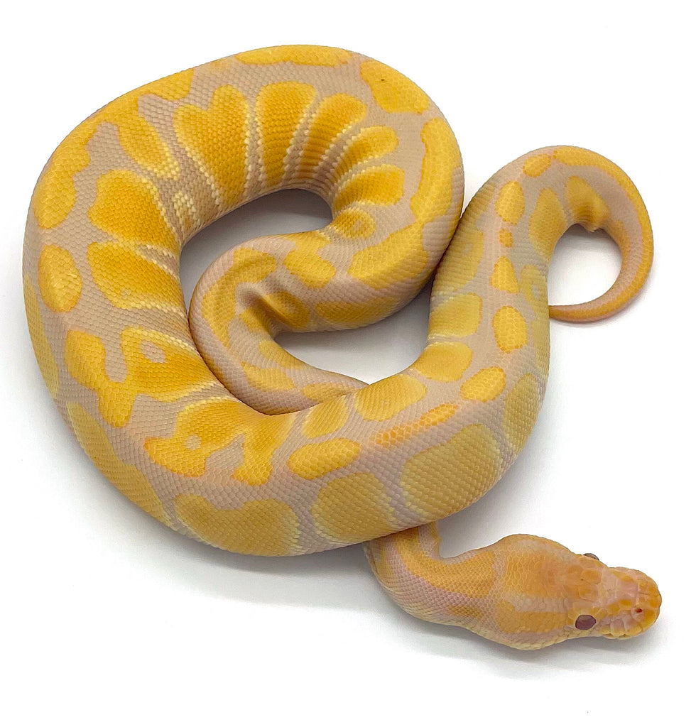 Tophy Ball Python Toffino Ball Python – Reptile Pets Direct