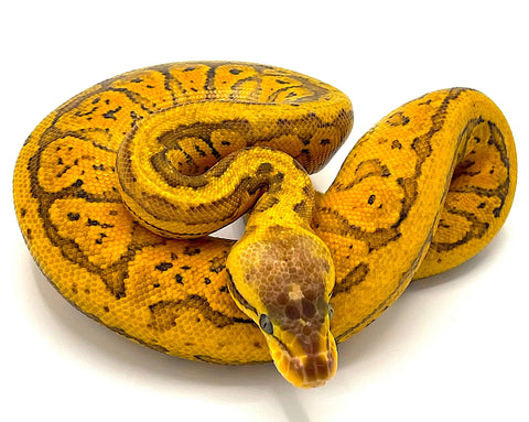 Yellow Belly Lemon Blast Ball Python - Reptile Pets Direct