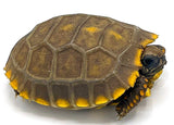 Peruvian Yellow Footed Tortoise - Reptile Pets Direct