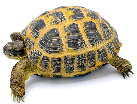 Russian Tortoises - Reptile Pets Direct
