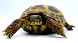 Russian Tortoises - Reptile Pets Direct