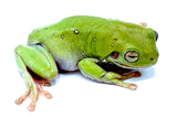 Whites Tree Frogs Adults - Reptile Pets Direct