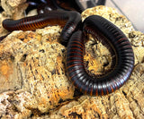 Giant African Milipede - Reptile Pets Direct