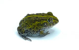 African Giant Pixie Frog (Pyxicephalus adspersus) - Reptile Pets Direct