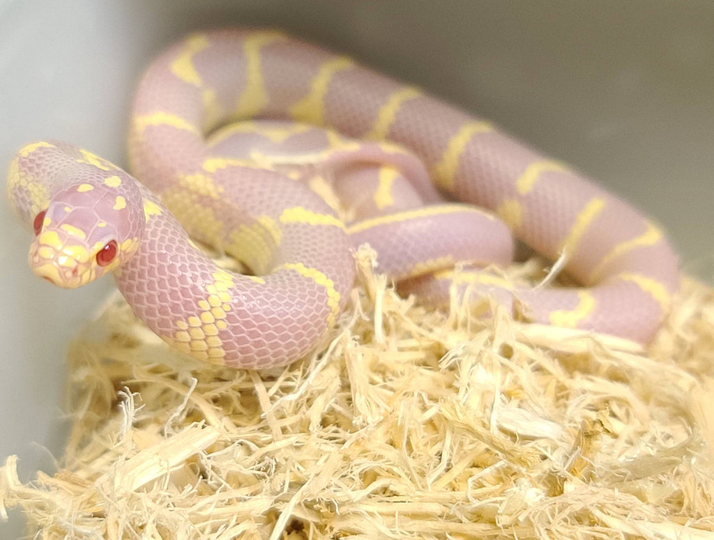 Albino California Kingsnake – Reptile Pets Direct