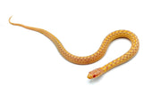 Albino Checkered Garter Snake - Reptile Pets Direct
