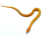 Albino Checkered Garter Snake - Reptile Pets Direct